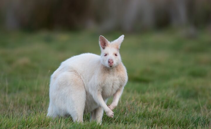 Theories of Genetic Drift: How Random Changes Influence Evolution