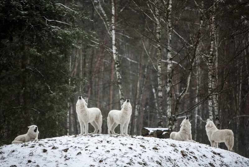 The Evolution of Domesticated Animals: How Wolves Became Dogs The Evolution of Domesticated Animals: How Wolves Became Dogs