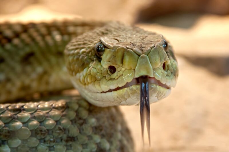 Why Some Animals Evolve to Be Venomous While Others Rely on Camouflage