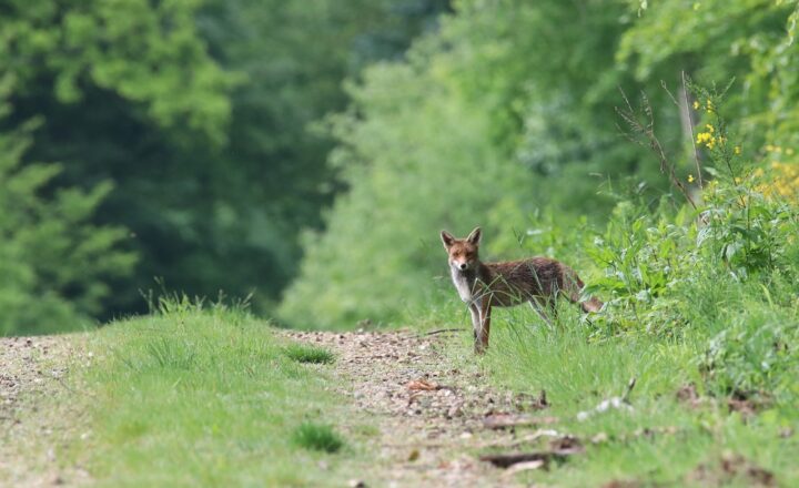 The Evolution of Ecosystems and the Complex Interactions Between Species