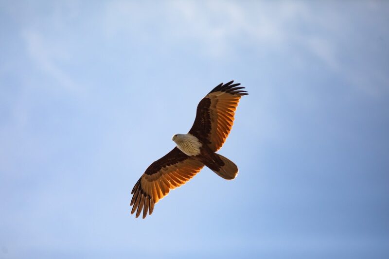 The Evolution of Birds from Dinosaurs and What It Reveals About Adaptation The Evolution of Birds from Dinosaurs and What It Reveals About Adaptation