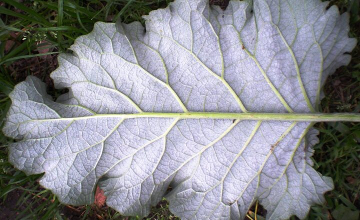 Fractals in Nature: Why Trees, Clouds, and Mountains All Follow Mathematical Patterns