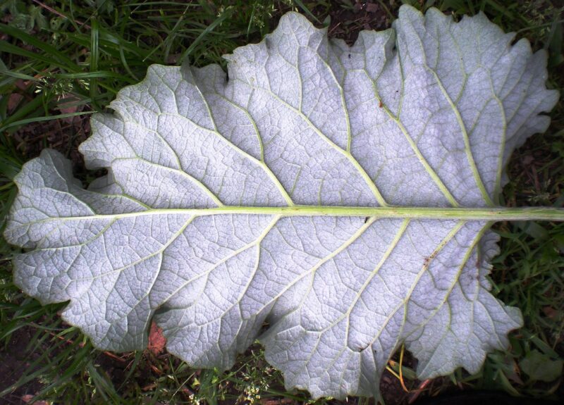Fractals in Nature: Why Trees, Clouds, and Mountains All Follow Mathematical Patterns