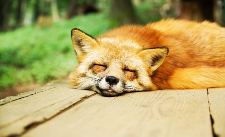 Exploring the Evolutionary Purpose of Sleep and Why All Animals Need It