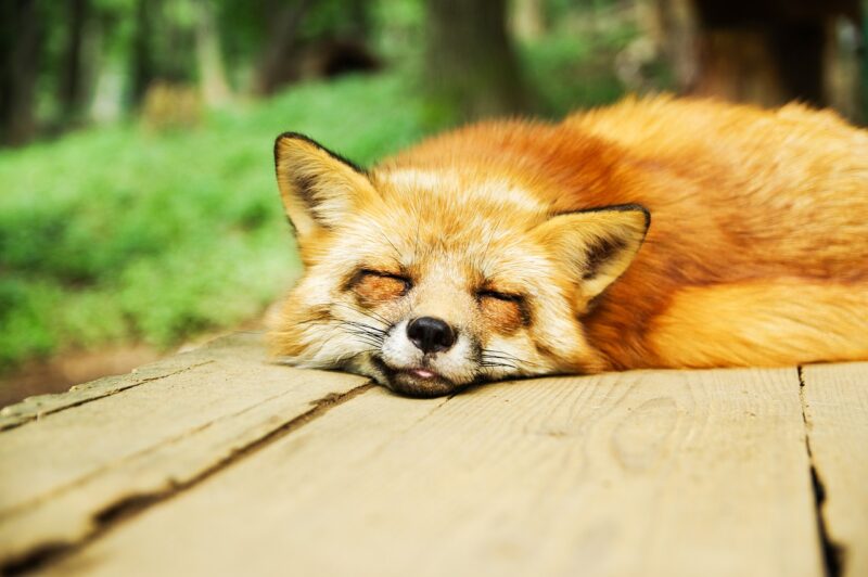 Exploring the Evolutionary Purpose of Sleep and Why All Animals Need It