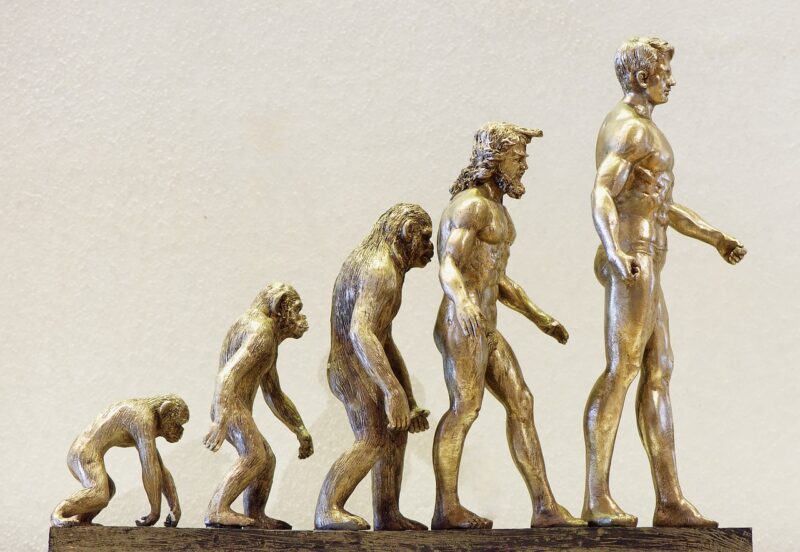 Why Certain Species Evolve to Become More Complex While Others Stay Simple Why Certain Species Evolve to Become More Complex While Others Stay Simple