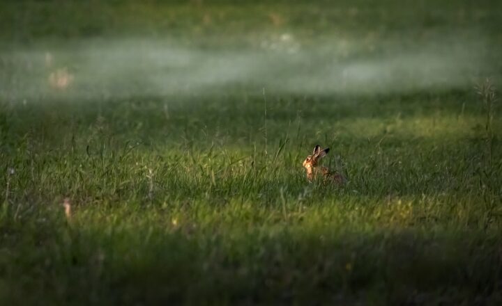 How Evolution Explains the Variety of Life Forms on Earth and Their Unique Adaptations