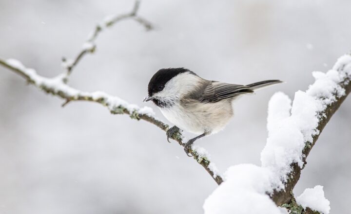 The Evolution of Animal Behavior: How Survival and Reproduction Shape Actions