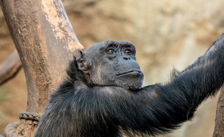 Why Some Species Evolve Faster Than Others: The Secrets of Evolutionary Speed