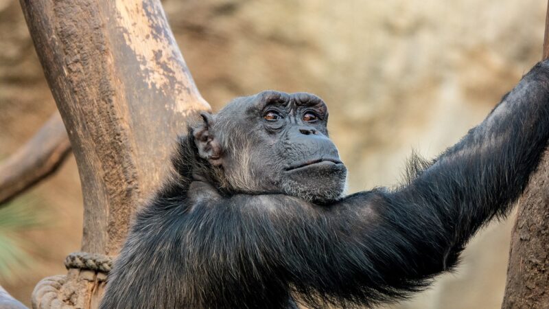 Why Some Species Evolve Faster Than Others: The Secrets of Evolutionary Speed Why Some Species Evolve Faster Than Others: The Secrets of Evolutionary Speed