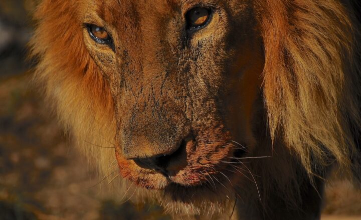 Why Some Species Survive While Others Don’t: Exploring Evolutionary Survival Strategies