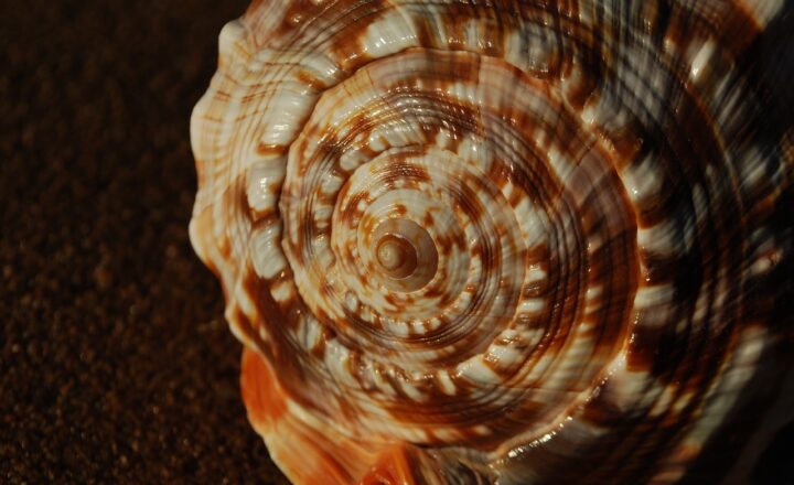 The Mathematical Patterns Hidden in Nature: How Math Shapes the World Around Us