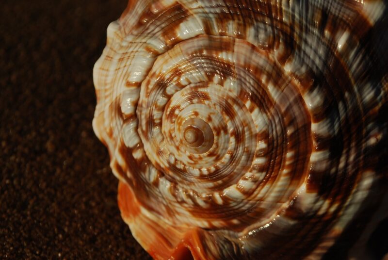 The Mathematical Patterns Hidden in Nature: How Math Shapes the World Around Us The Mathematical Patterns Hidden in Nature: How Math Shapes the World Around Us