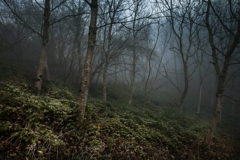 The Story of the Beast of Gévaudan: A Real-Life Monster That Terrorized a Town The Story of the Beast of Gévaudan: A Real-Life Monster That Terrorized a Town