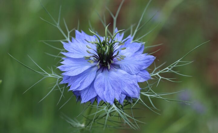 The Enigma of Fairy Rings and Why They’re Considered Portals to Another World