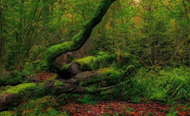 Unexplained Creatures Reported by Explorers and Scientists Around the World