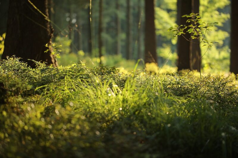 How Certain Plants Are Believed to Have Mystical Powers and Ancient Origins How Certain Plants Are Believed to Have Mystical Powers and Ancient Origins