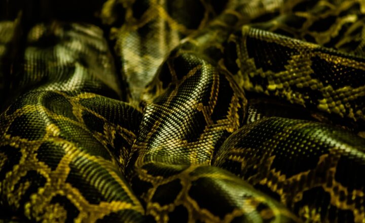 Top 10 Python Libraries Every Data Scientist Should Know