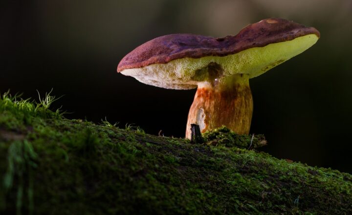 Inside the World of Car Enthusiasts: How Car Clubs and Communities Are Growing