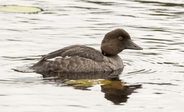 Why ‘GoldenEye 007’ on the N64 Revolutionized Multiplayer Gaming