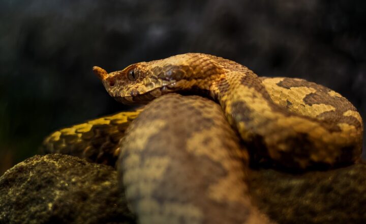 The Dodge Viper: The American Supercar with a Reputation for Power and Danger