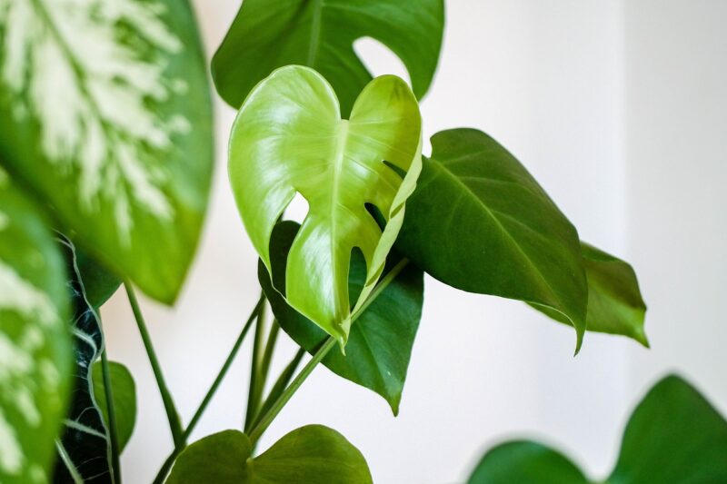 The Rise of ‘Plant Parenting’ and Why People Are Treating Plants Like Pets The Rise of ‘Plant Parenting’ and Why People Are Treating Plants Like Pets