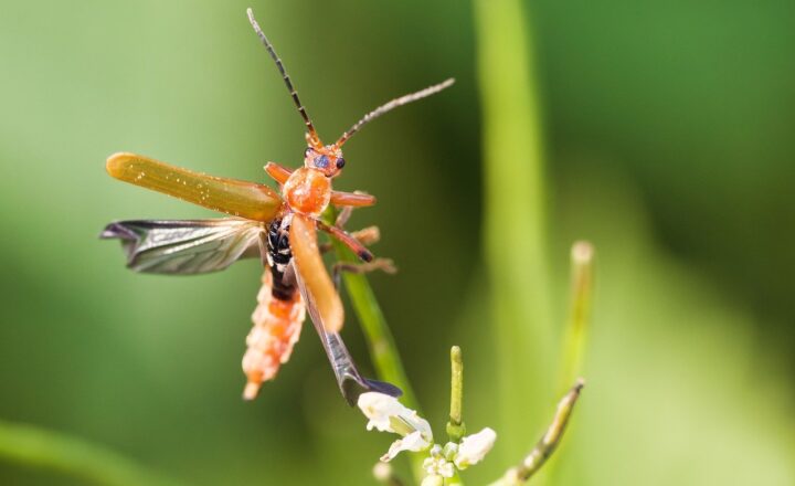 How Insects Are Becoming a Staple Food for Eco-Conscious Eaters