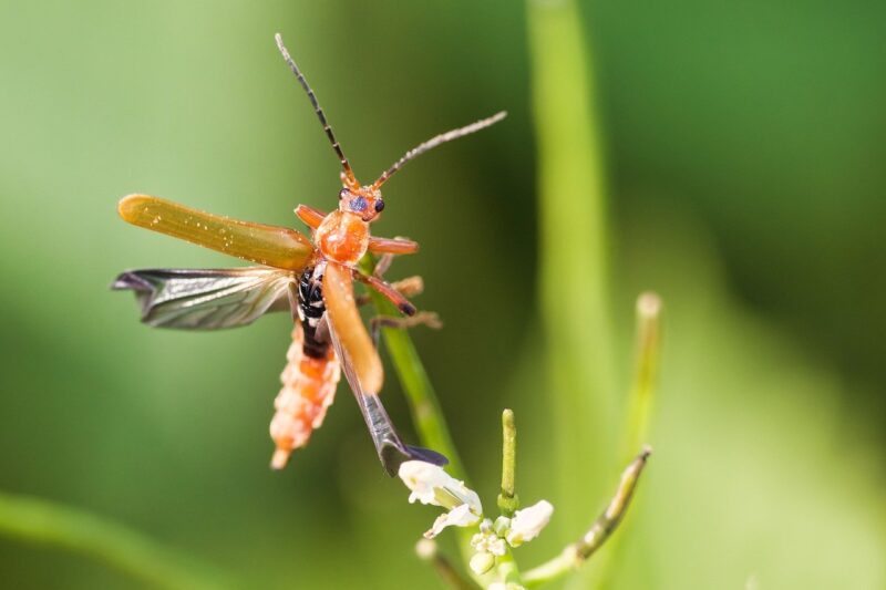 How Insects Are Becoming a Staple Food for Eco-Conscious Eaters How Insects Are Becoming a Staple Food for Eco-Conscious Eaters