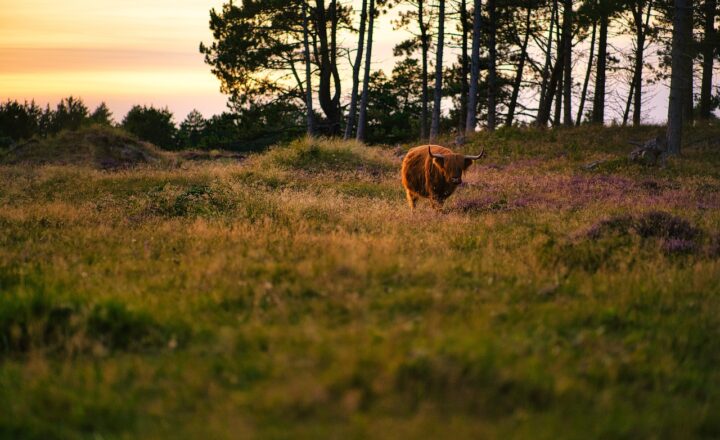 How Rocky Mountain Oysters Became a Regional Delicacy