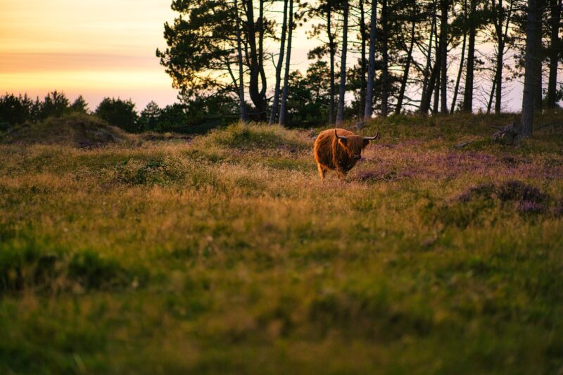 How Rocky Mountain Oysters Became a Regional Delicacy How Rocky Mountain Oysters Became a Regional Delicacy