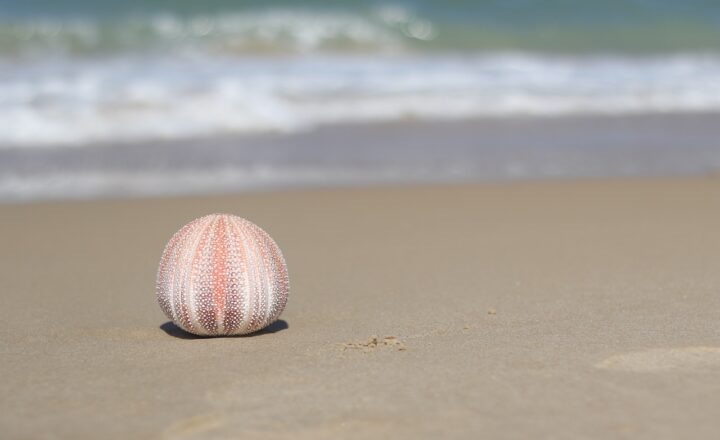 Why Eating Sea Cucumbers Is a Delicacy and Other Strange Seafood Habits