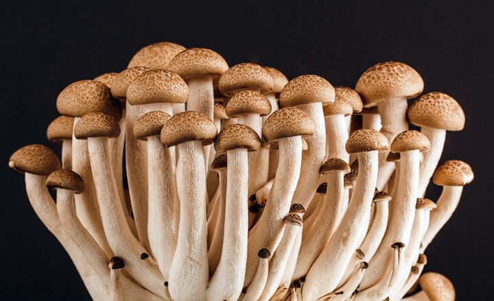 The Strange World of Edible Insects and Why They’re Growing in Popularity