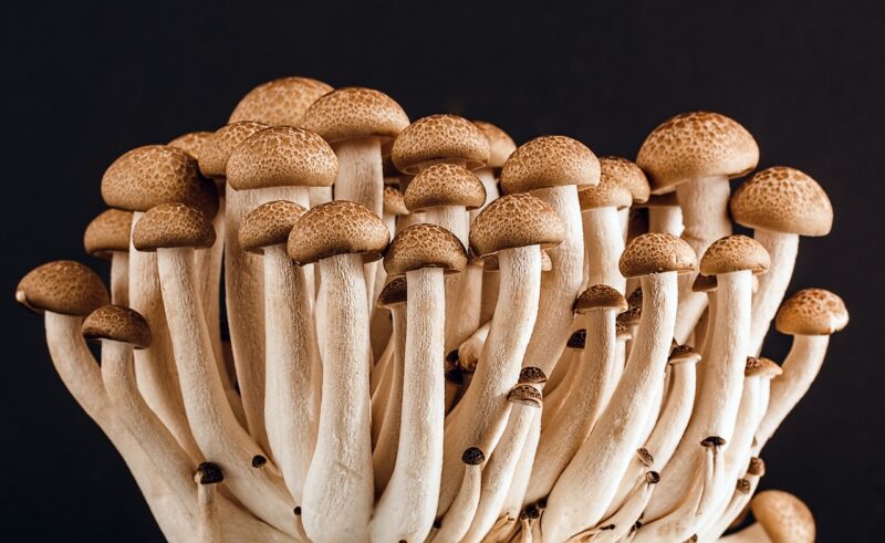 The Strange World of Edible Insects and Why They’re Growing in Popularity The Strange World of Edible Insects and Why They’re Growing in Popularity