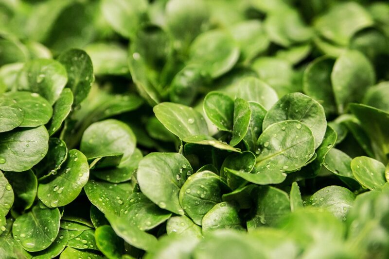 How Strangely Shaped Fruits and Vegetables Are Taking Over Instagram How Strangely Shaped Fruits and Vegetables Are Taking Over Instagram