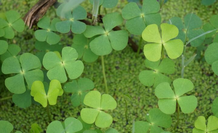 The Luckiest People in History and the Events That Changed Their Lives