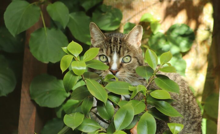 The Beauty of Hidden Lagoons, Secret Beaches, and Enchanted Coves