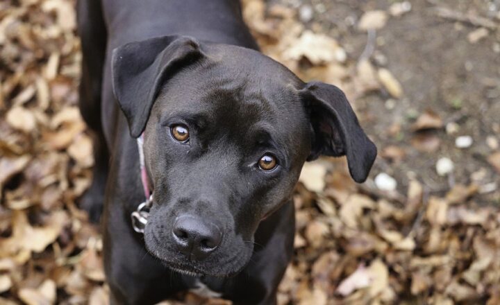 The Best Arduino Projects for Animal Lovers: Creating Pet Care Gadgets at Home