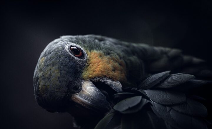 The Art of Training Parrots: Tips and Tricks for Teaching Your Bird Basic Commands
