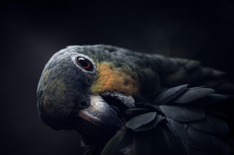 The Art of Training Parrots: Tips and Tricks for Teaching Your Bird Basic Commands The Art of Training Parrots: Tips and Tricks for Teaching Your Bird Basic Commands