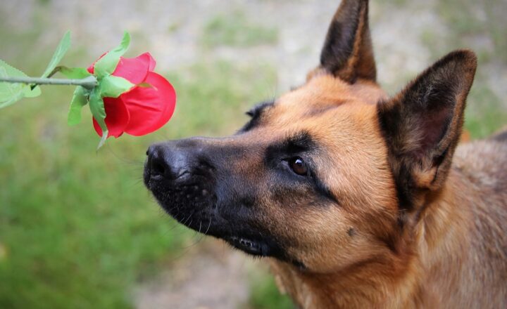 How Dogs Can Detect Health Issues in Humans: The Amazing Sense of Smell in Canines