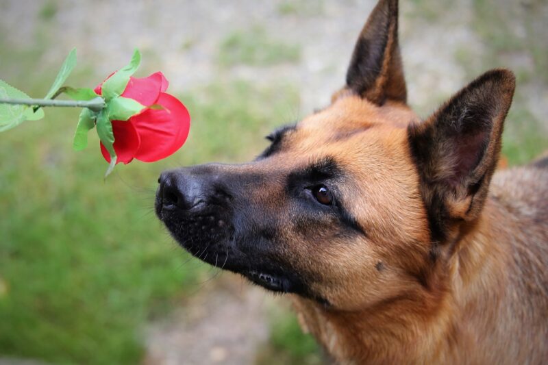 How Dogs Can Detect Health Issues in Humans: The Amazing Sense of Smell in Canines How Dogs Can Detect Health Issues in Humans: The Amazing Sense of Smell in Canines