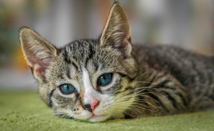 Are Cats Truly Solitary Animals? The Complex Social World of Our Feline Companions