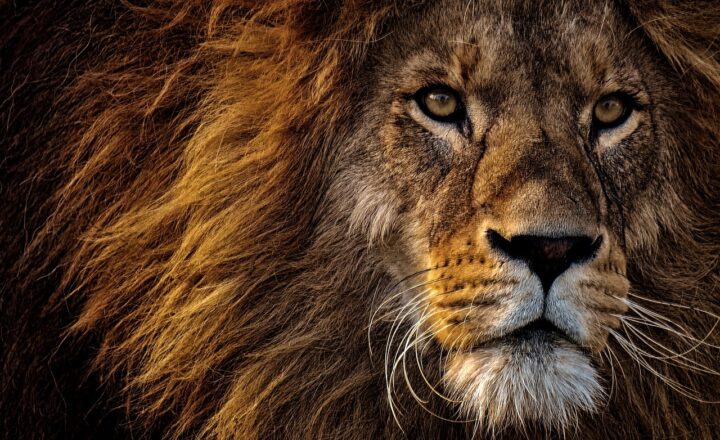 Lion Conservation Efforts: How Organizations Are Working to Save Africa’s Iconic Cats