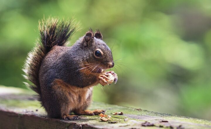 Why Squirrels Are So Obsessed with Nuts: The Nutritional Needs of These Agile Rodents