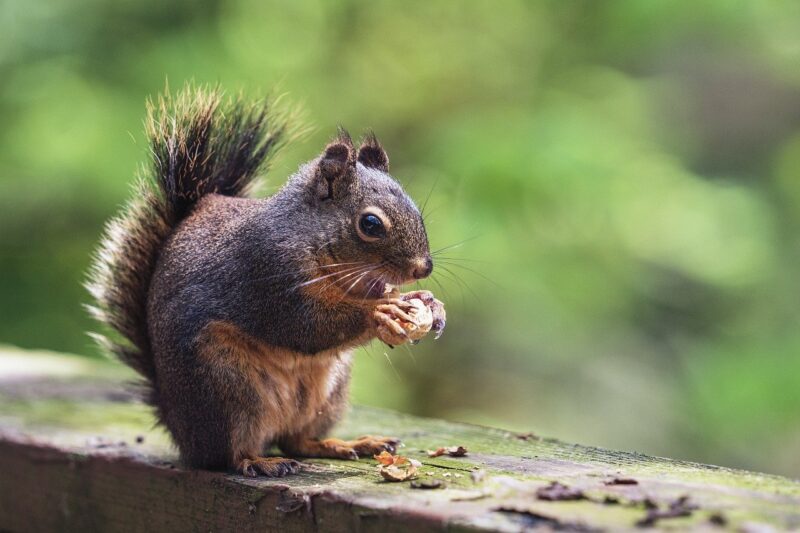 Why Squirrels Are So Obsessed with Nuts: The Nutritional Needs of These Agile Rodents Why Squirrels Are So Obsessed with Nuts: The Nutritional Needs of These Agile Rodents