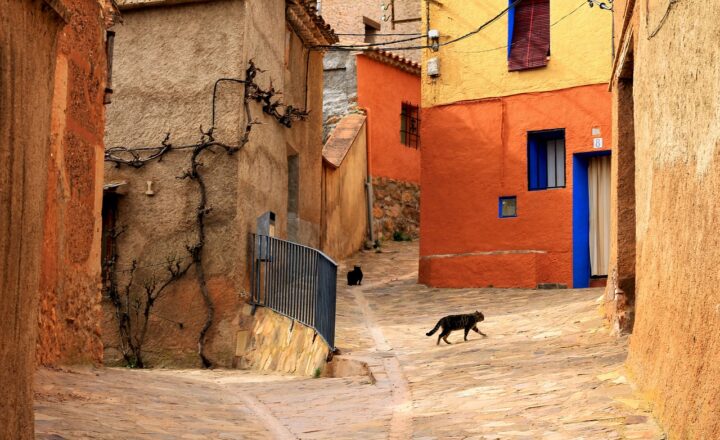 How Cats Adapt to New Environments: Tips for Moving with Your Feline Friend