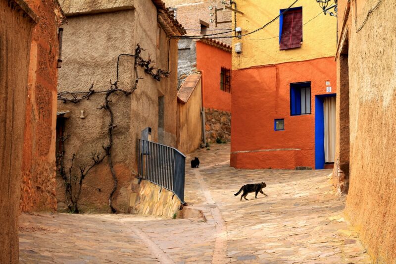 How Cats Adapt to New Environments: Tips for Moving with Your Feline Friend How Cats Adapt to New Environments: Tips for Moving with Your Feline Friend