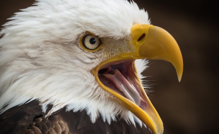 The Symbolism of Eagles in Different Cultures: From Strength to Freedom