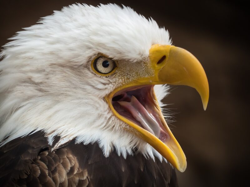 The Symbolism of Eagles in Different Cultures: From Strength to Freedom The Symbolism of Eagles in Different Cultures: From Strength to Freedom