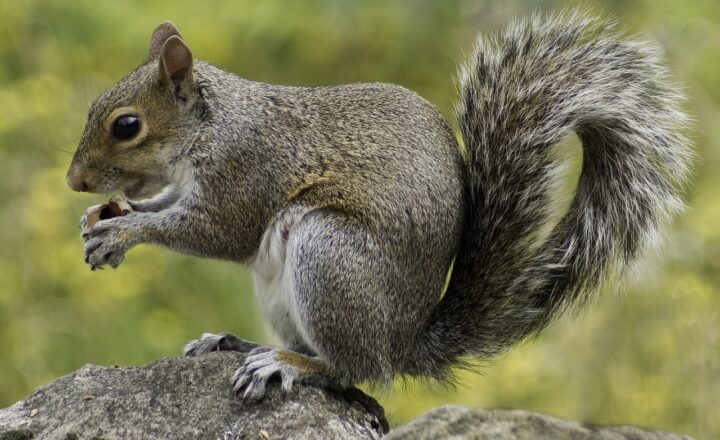 The Daily Routine of a Squirrel: How These Rodents Spend Their Days Foraging and Playing